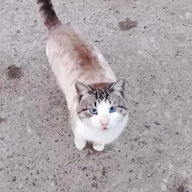 Голубоглазый котик