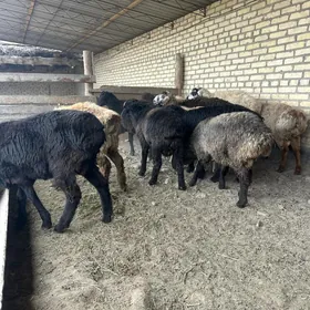 goc we bicilen  tokly