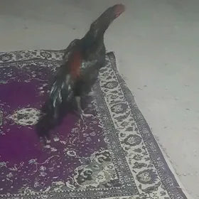 байсовы хораз