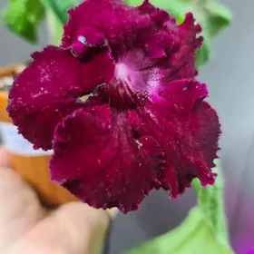 стрептокарпусы