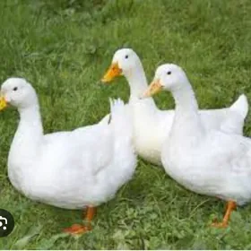 Ördek Indutga  gus towuk induk