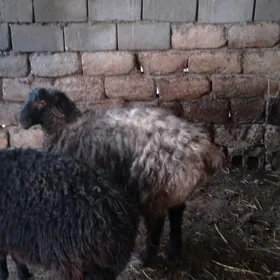 Goýun işşek 2 sany