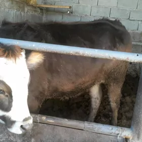 satlık Tuwe satlık Tuwe