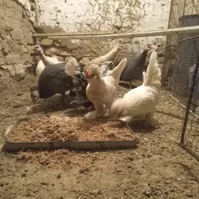 karlik sisarka kakilik