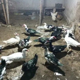 самиз ордаклар