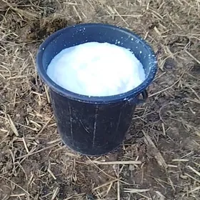 1 Guzlan şiwit sygyr