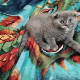 шотландские котята