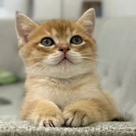 шатлаский котик