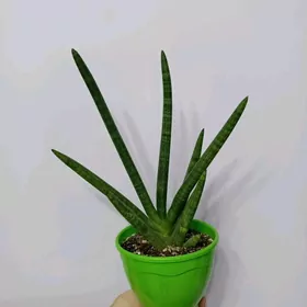 САНСИВЕРИЯ ЦИЛИНДР