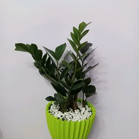 ЗАМИОКУЛЬКАС ЧЁРНЫЙ