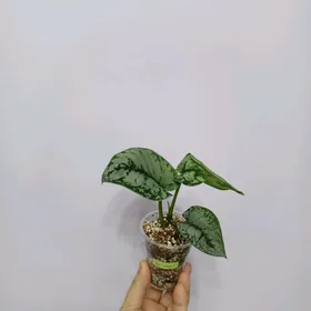 СЦИНДАПСУС ПИКТУС