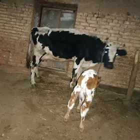 golishdeyin goleli sygyr