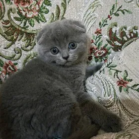 Шотландский вислоухий