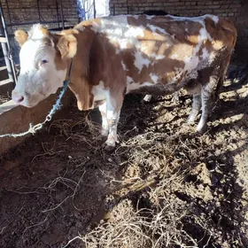 симинтал сыгыр