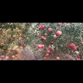 Garasüýjünar nahal