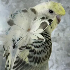 Выставочный попугай