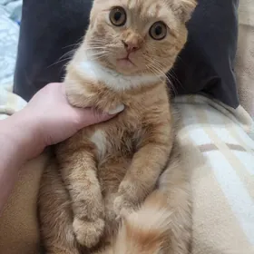 Рыжий вислоухий