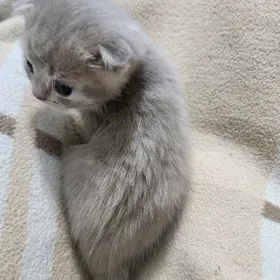 Шотландские вислоухие