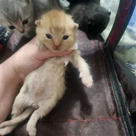 Шотландские котята