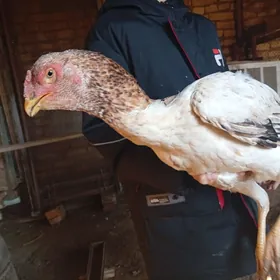 Бойцовский курица 