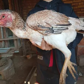 Бойцовый курица 