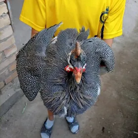 Цесарка товык