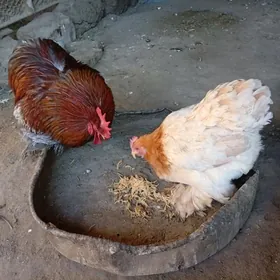 кохинхин карлик  