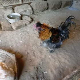 Кирпи карлик 