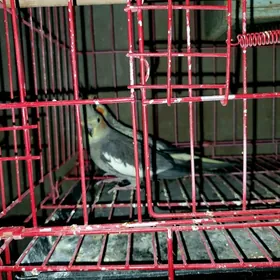 karella popugay kletgasy bilen