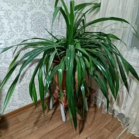 панданус многолетний