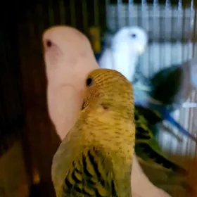 walnisti popugaylar.