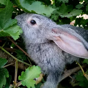 Flandr towşan cagalar.