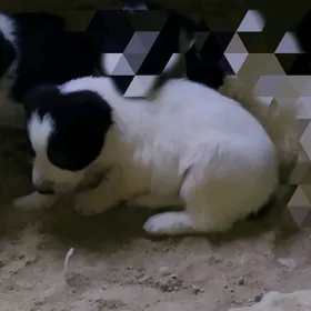 alabay urkaçy güjikler mugut