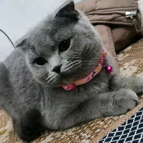 pisik вислоухий