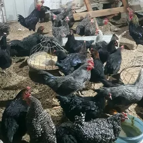 daminant ataks towuklar