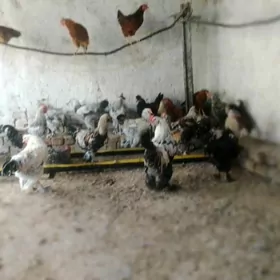 балгар хораз200  150