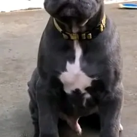 Кане Корсо чистокровные щенки