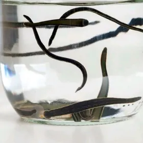 sùlùk (пиявка)