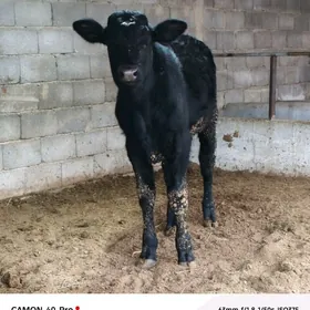 Çornypiÿos öküzçe