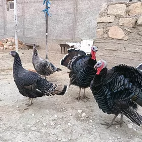 Induk sizarka towuk horaz