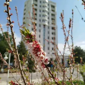 Arenda kw teke bazar