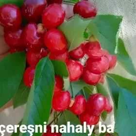 Sapma nahallar çereşni