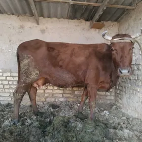 göleli sygyrozem bogaz