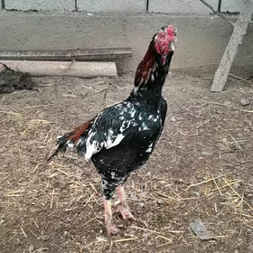 ALAJA TOHUM TAŞGENT