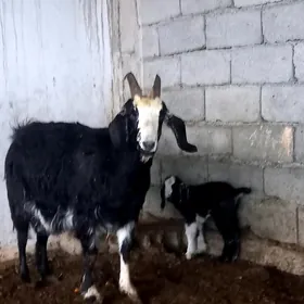 GBRIT PÄKISTAN OWLAKLY GECI