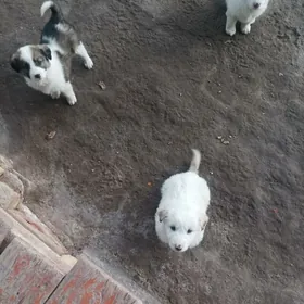 Щенки в добрые руки