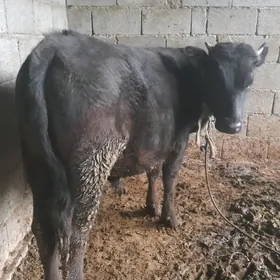 TOHUM ÖKIZ BAKYDA DURAN