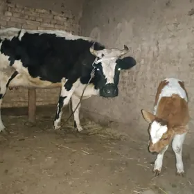 golishdeyin goleli sygyr