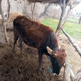 Богаз унажын