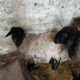 Ene goyunlar toklular